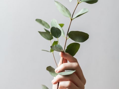 person holding leaf plant