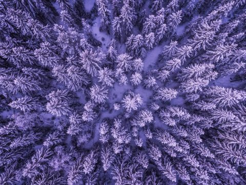 top view of forest on snow ground