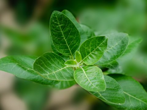 green leaf plant