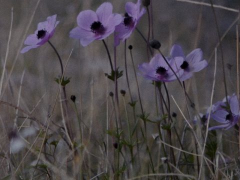 purple flower in green grass field