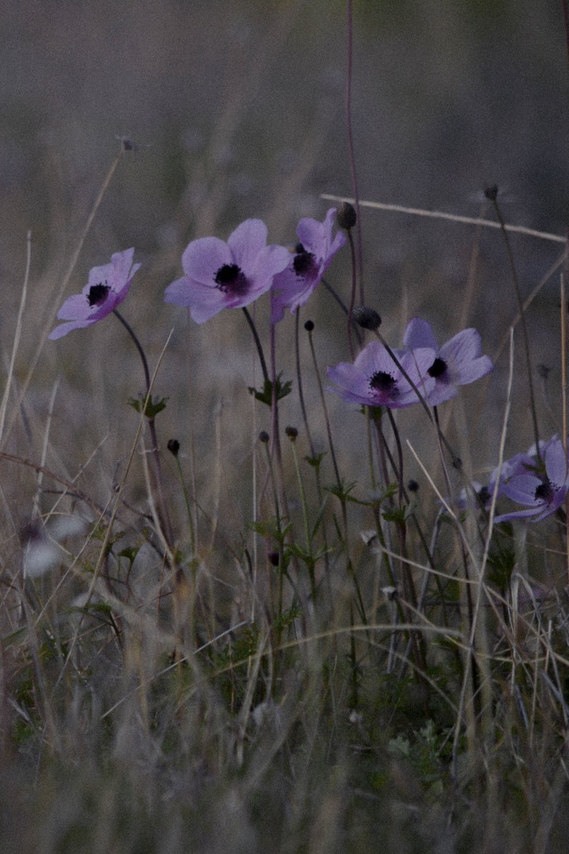 purple flower in green grass field