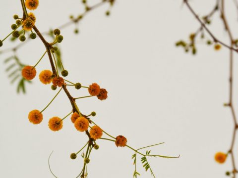 brown round fruits on tree branch