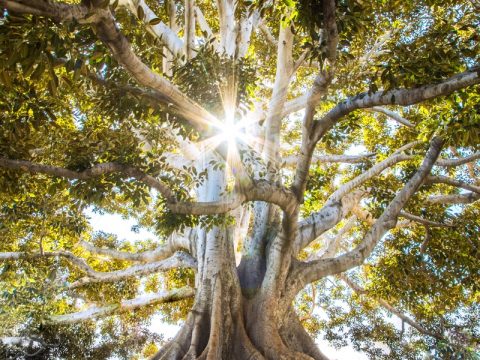 sun light passing through green leafed tree