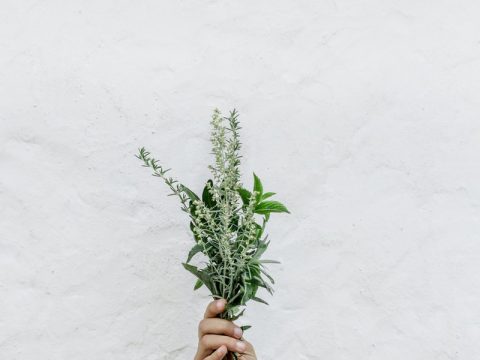 person holding green plants