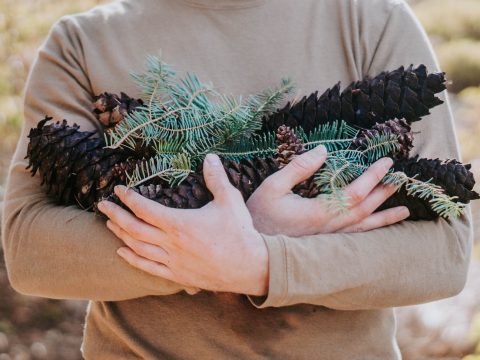 person holding bunch of pine cones