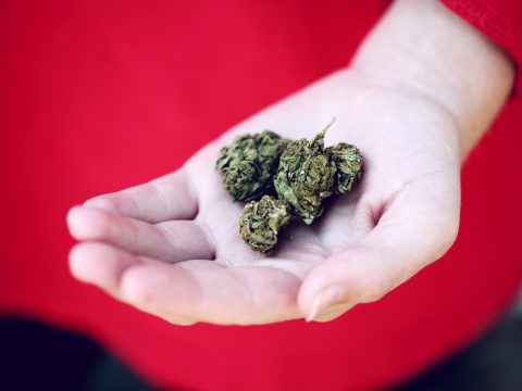 kush on person's palm