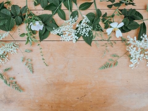 white petaled flowers with green leaves