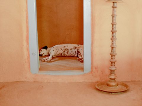 dalmatian dog lying on white and black cat bed