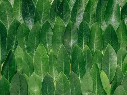 red plant leaves