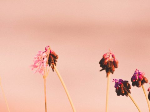 pink and white flowers on brown stick