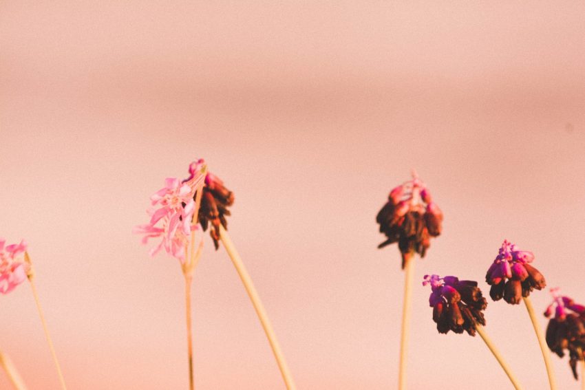 pink and white flowers on brown stick