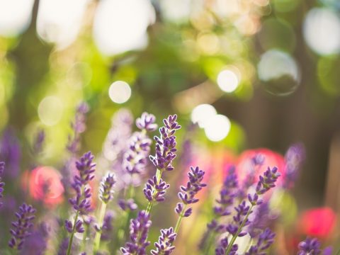 purple-petaled flowers with green leaves