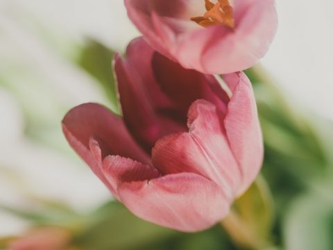 maroon-and-white petal flowers